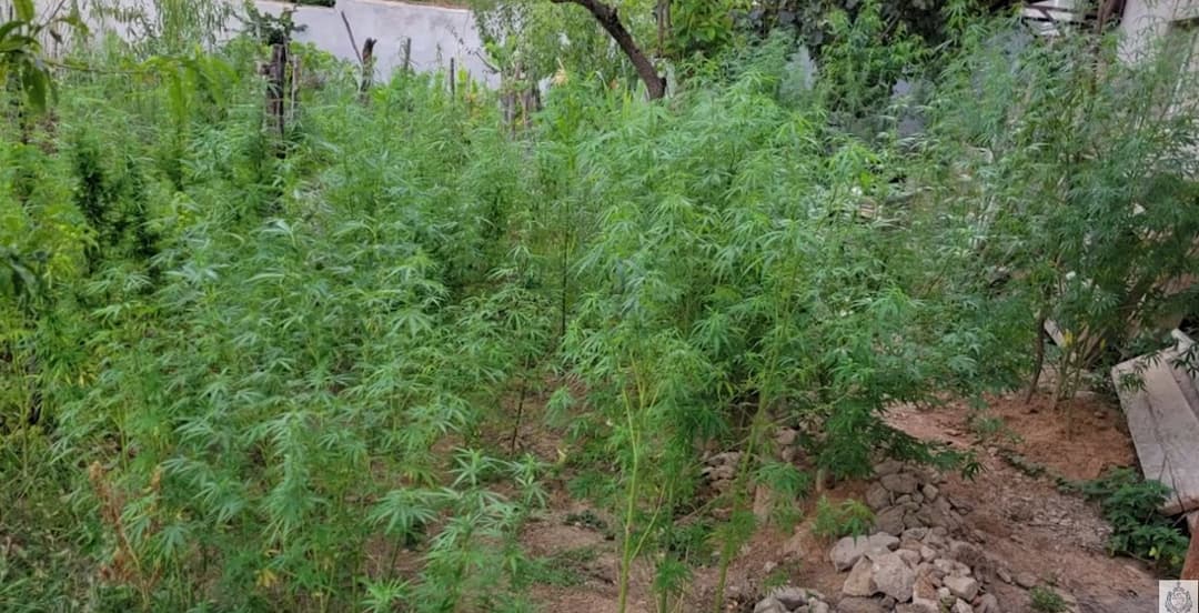 Two arrested in western Georgia on major drug charges