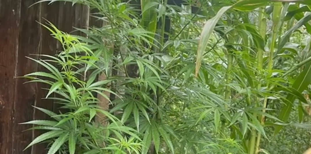 იმერეთის პოლიციამ განსაკუთრებით დიდი ოდენობით ნარკოტიკი ამოიღო - დაკავებულია 3 პირი