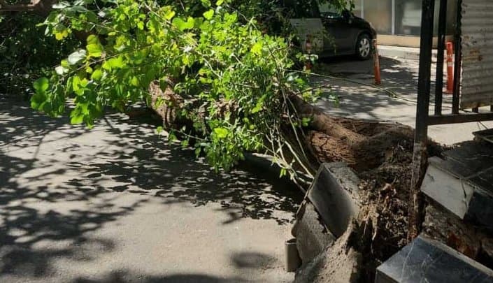 ძლიერმა ქარმა თბილისში გარკვეული პრობლემები შექმნა