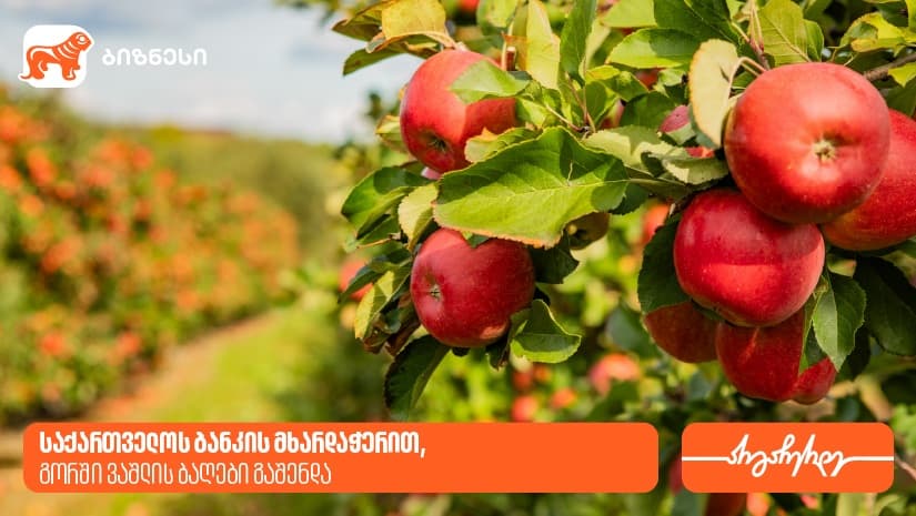 “ვაშლის აგრობაღებმა“ გორში 47ჰა-ზე ბაღები გააშენა - მხარდამჭერი "საქართველოს ბანკია"