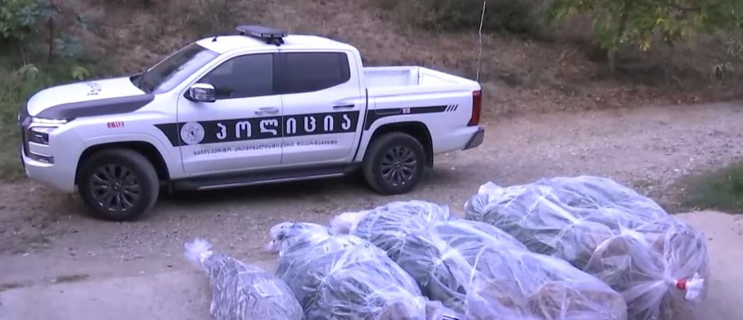 Police seize various narcotics in Tbilisi and regions, including 209 cannabis plants – 7 arrested