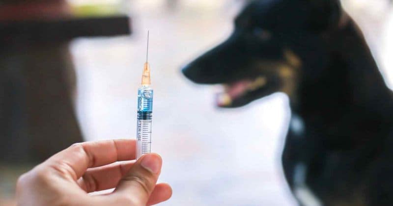 წალკის მუნიციპალიტეტში მიკედლებული ძაღლის ცოფით სიკვდილის შემთხვევა დაფიქსირდა