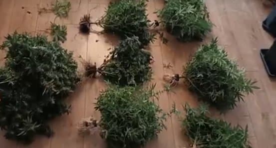 თბილისში ნარკოდანაშაულის ბრალდებით ერთი პირი დააკავეს