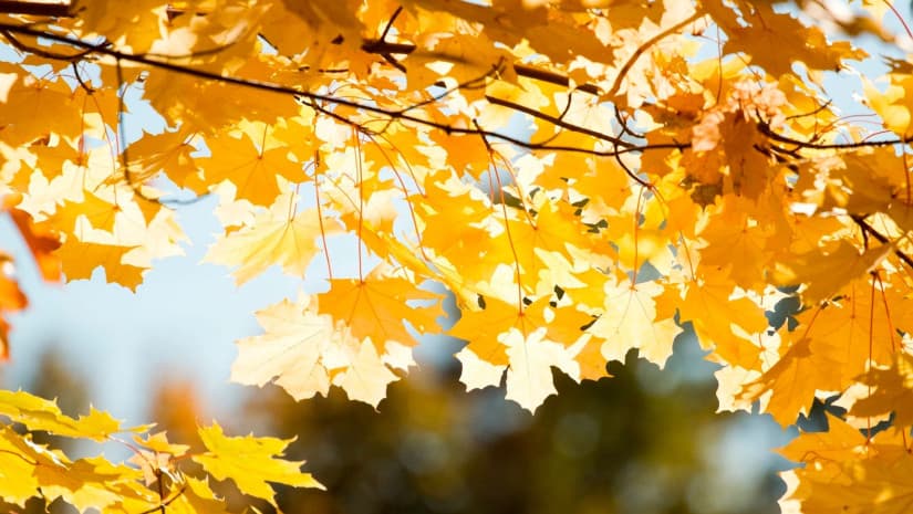 25-30 ნოემბერს მოსალოდნელი ამინდი საქართველოში