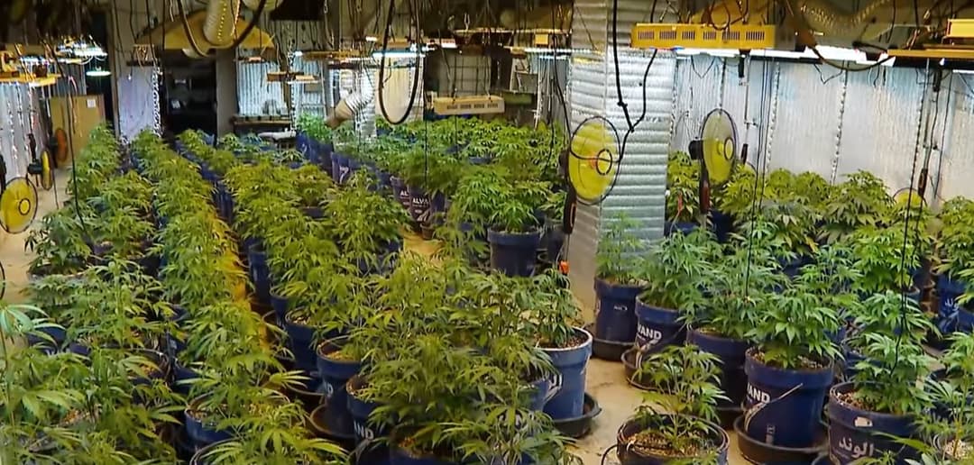 პოლიციამ 283 ძირი "კანაფი“ და 3 კილოგრამამდე “მარიხუანა“ ამოიღო