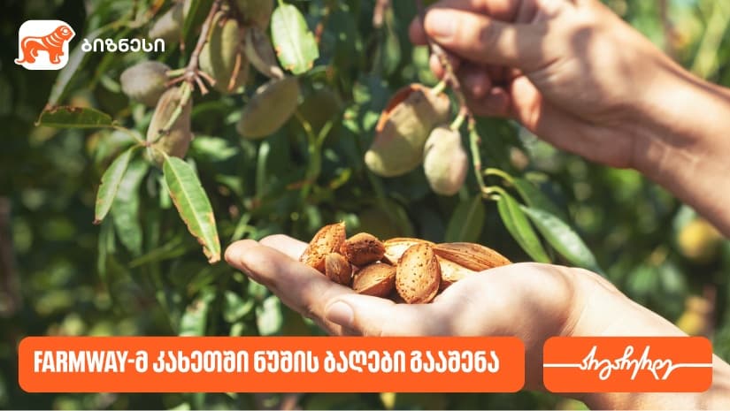 კომპანია Farmway-მ კახეთში ნუშის ბაღები გააშენა - მხარდამჭერი "საქართველოს ბანკია"