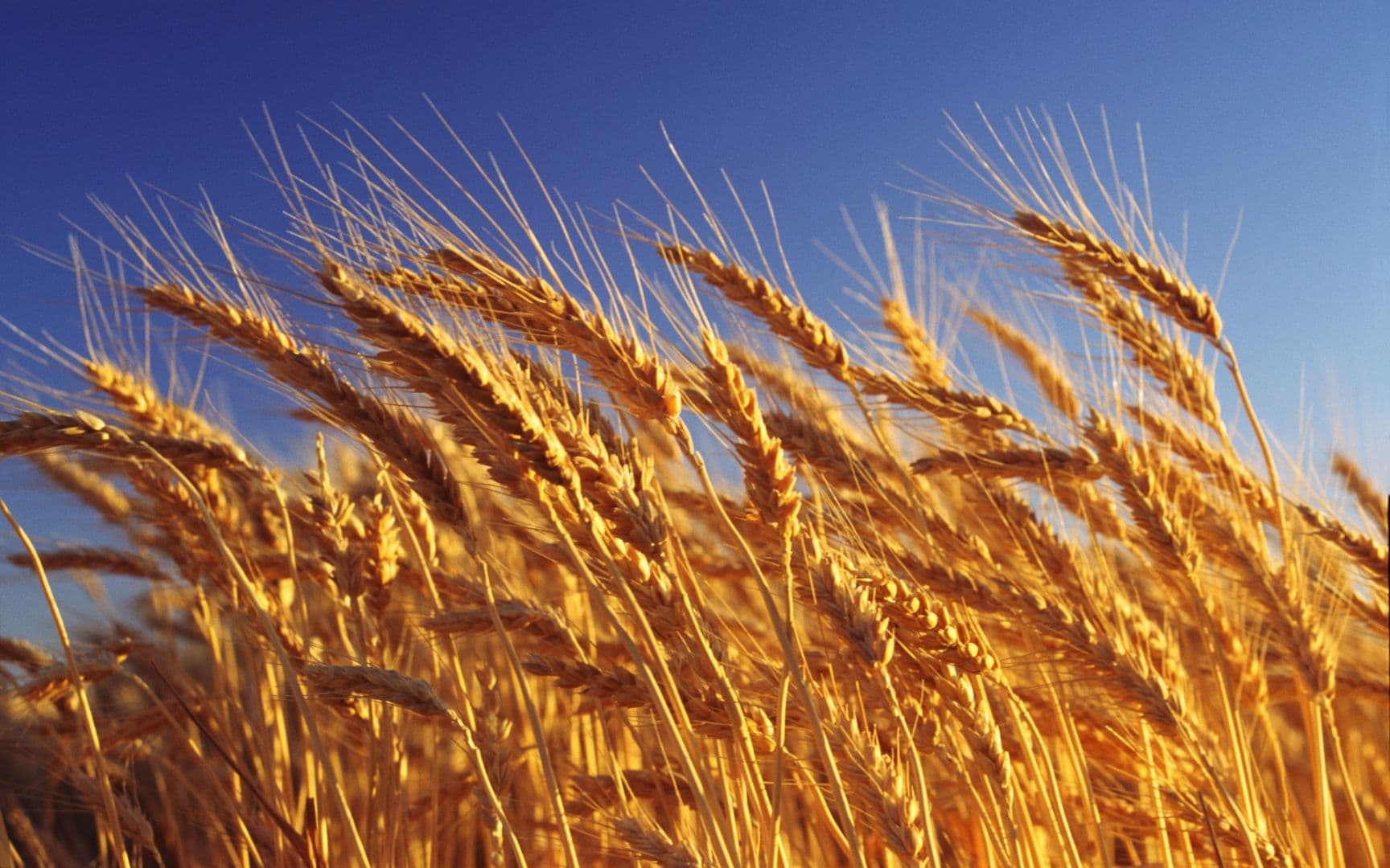 Of the 27 cultivated and wild wheat species identified worldwide, 14 have been discovered in Georgia