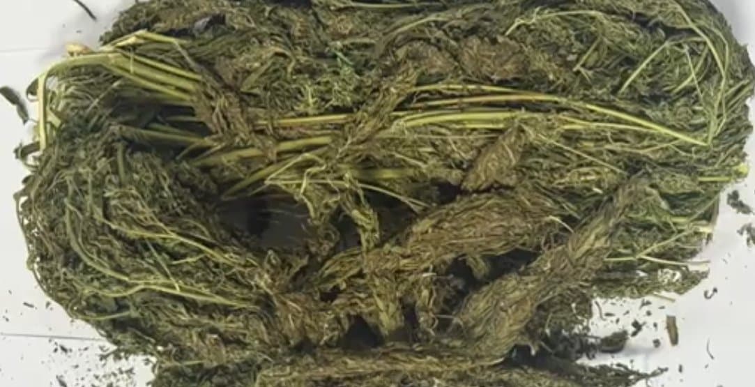 პოლიციამ წალკაში განსაკუთრებით დიდი ოდენობით "მარიხუანა" და ცეცხლსასროლი იარაღი ამოიღო - დაკავებულია 2 პირი