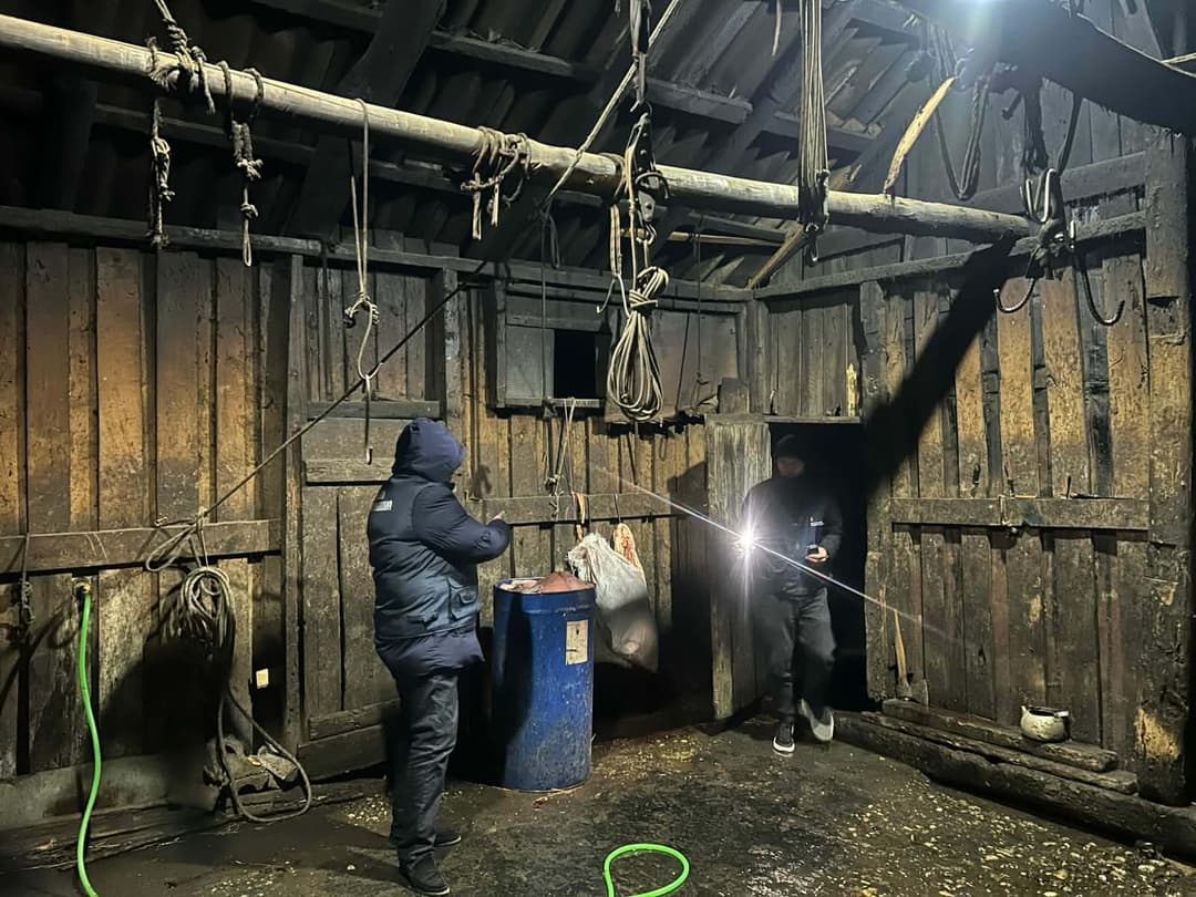 აბაშასა და სამტრედიაში არალეგალური სასაკლაოები გამოვლინდა