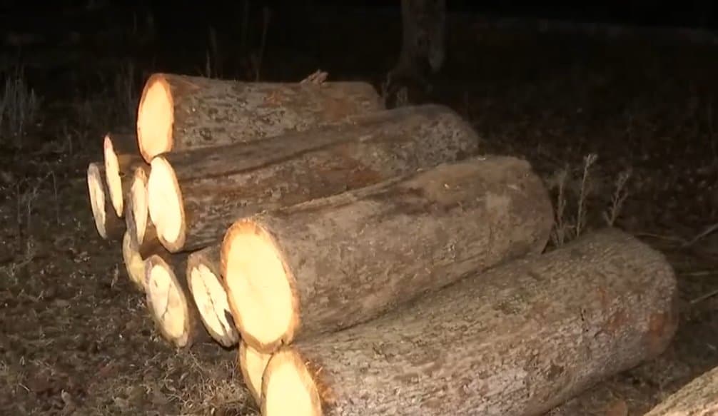 კახეთის პოლიციამ მერქნიანი მცენარის უკანონო გაჩეხვის ბრალდებით ერთი პირი დააკავა