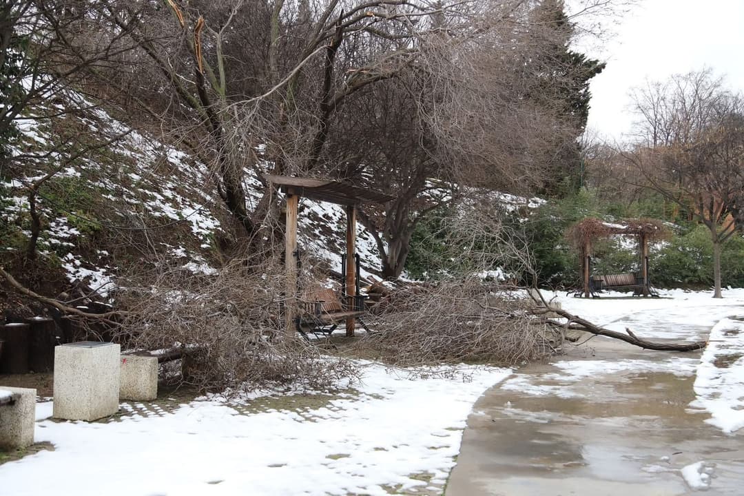 ბოტანიკური ბაღი ვიზიტორებისთვის დროებით დაიკეტა