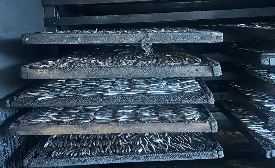 თევზის შესაბოლ არალეგალურ საწარმოში კრიტიკული შეუსაბამობები გამოავლინეს