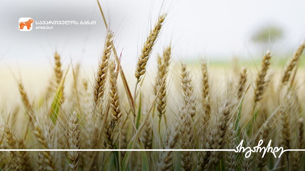 “საქართველოს ბანკის” მხარდაჭერით მარნეულში მარცვლეულის წარმოება იზრდება