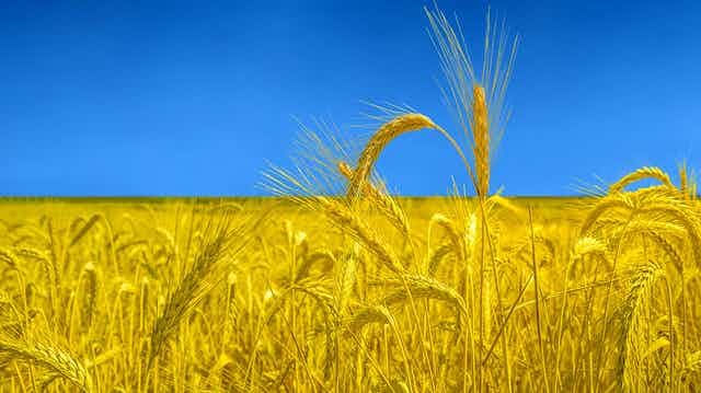 Borrell: Russia directly responsible for any shortages in international trade in grains