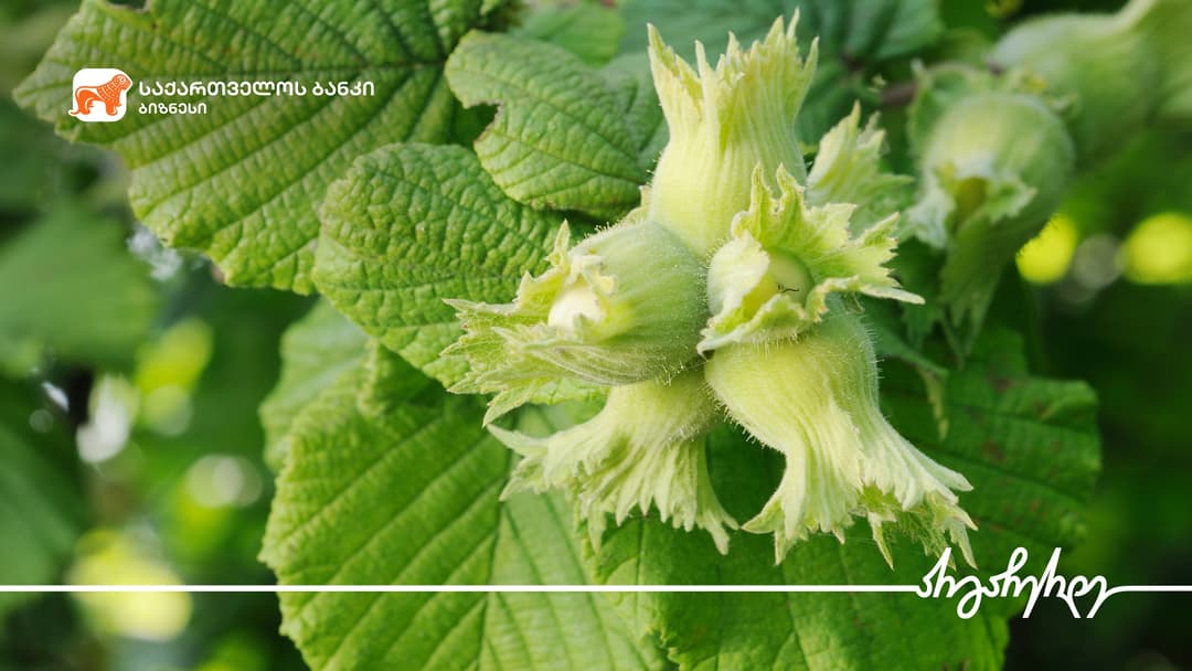 “საქართველოს ბანკის” მხარდაჭერით ლაგოდეხში 43 ჰა-ზე თხილის ბაღები გაშენდა