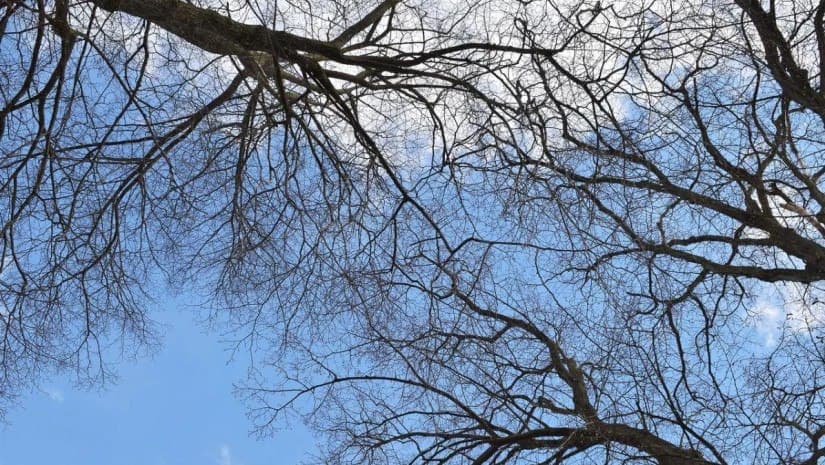 25-27 იანვარს მოსალოდნელი ამინდი საქართველოში