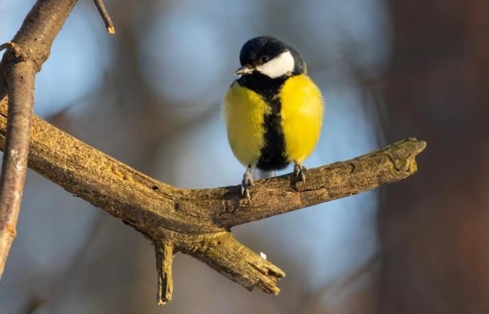 7-9 იანვარს მოსალოდნელი ამინდი საქართველოში