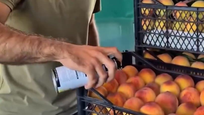 ატმის შეღებვის ფაქტის ამსახველ ვიდეომასალასთან დაკავშირებით სურსათის ეროვნულმა სააგენტომ სამართალდამცავ ორგანოებს მიმართა