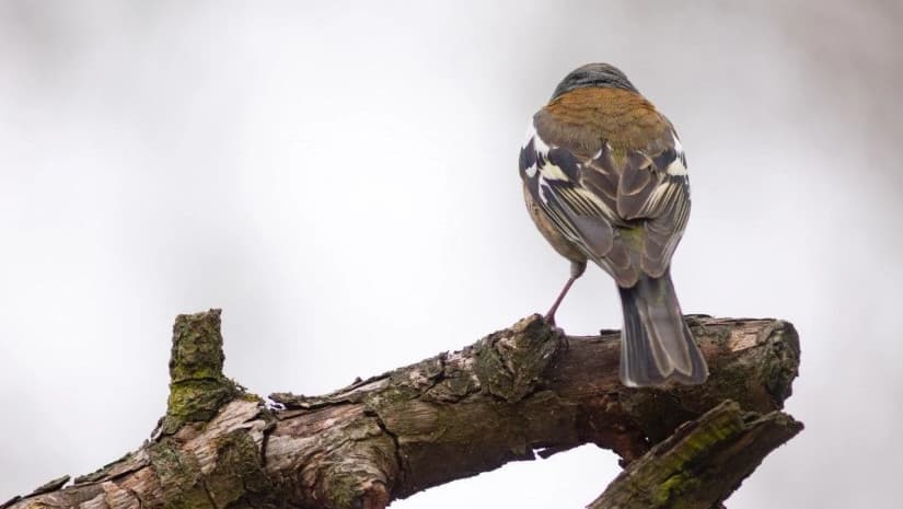21-23 თებერვალს მოსალოდნელი ამინდი საქართველოში