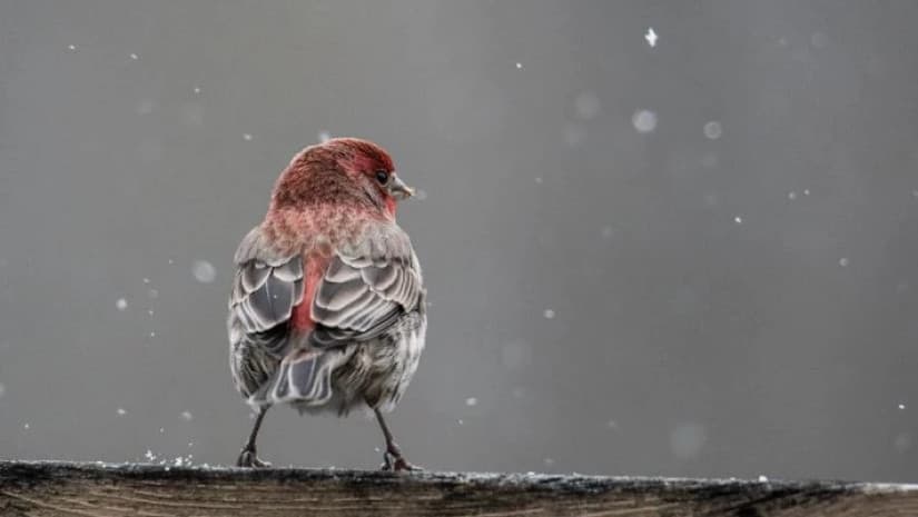 7-9 მარტს მოსალოდნელი ამინდი საქართველოში